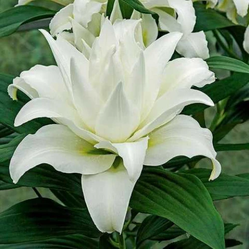 Ľalia White Eyes